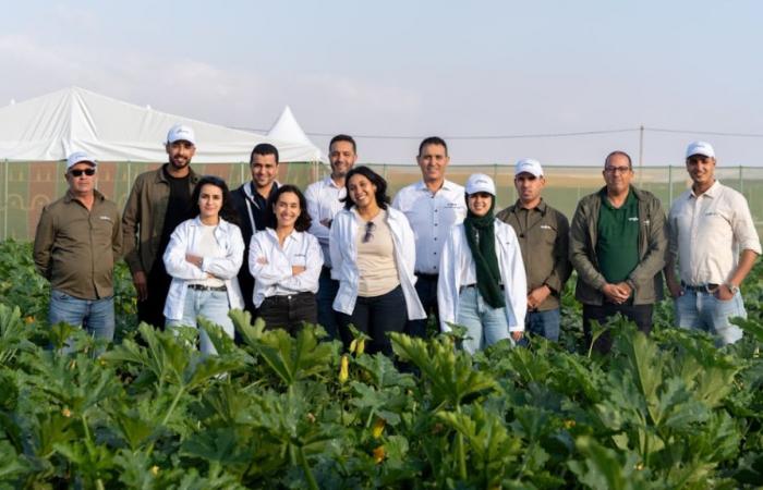 In Agadir, Syngenta is launching 5 new, more resistant varieties of zucchini! – AgriMaroc.ma