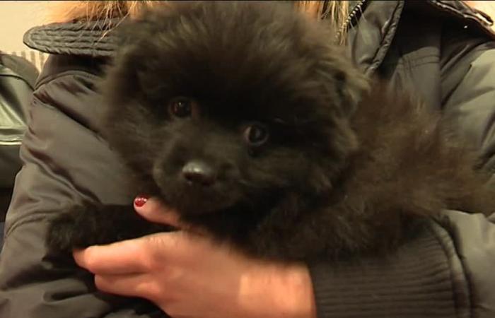 “Act so that this does not happen again.” A puppy fatally bitten by a mastiff at the Nice animal pound