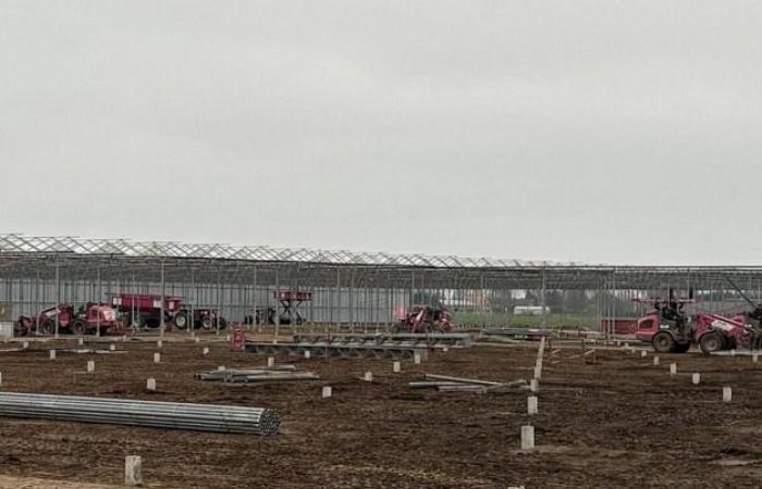 New greenhouses for Stoffels Tomaten (Belgium)