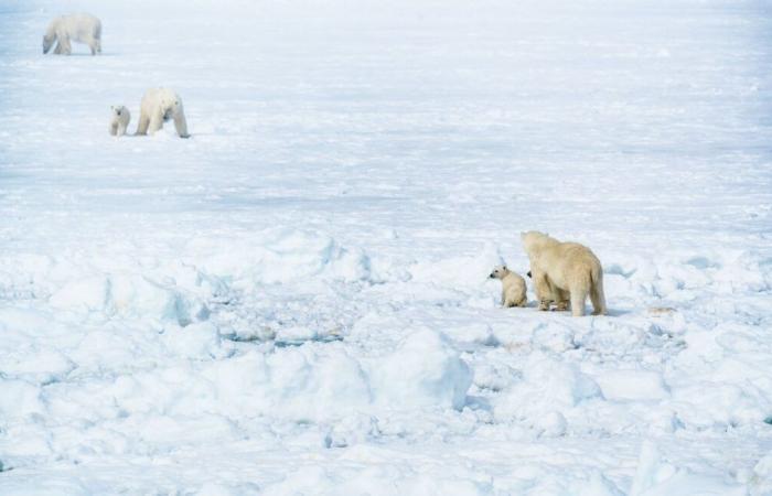 “Greenland is not for sale”, says its Prime Minister after a new provocation from Donald Trump