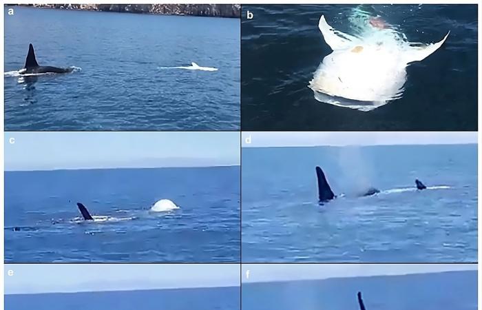 These rare scenes of predation reveal the intelligence of orcas ????