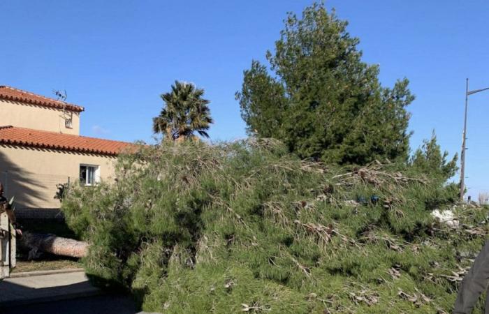 The storm causes damage in the Pyrénées-Orientales: firefighters mobilized