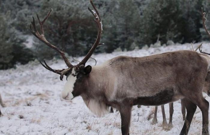 meeting the reindeer of the Cairngorms