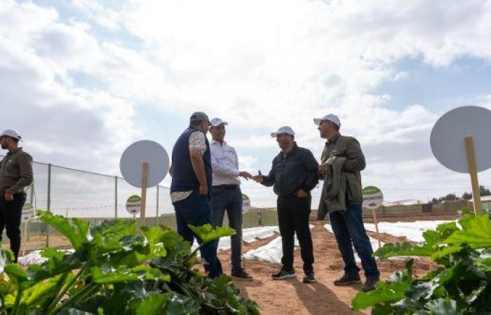 In Agadir, Syngenta is launching 5 new, more resistant varieties of zucchini! – AgriMaroc.ma