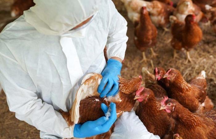 Avian flu: state of emergency declared in California, should we be worried in Belgium?