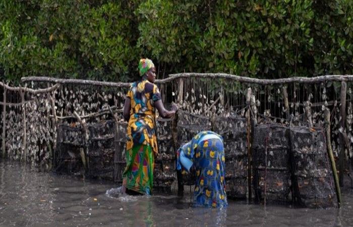 Senegal: The FAO-ANA project revolutionizes local oyster farming in Thiobon with the improvement of health standards – VivAfrik