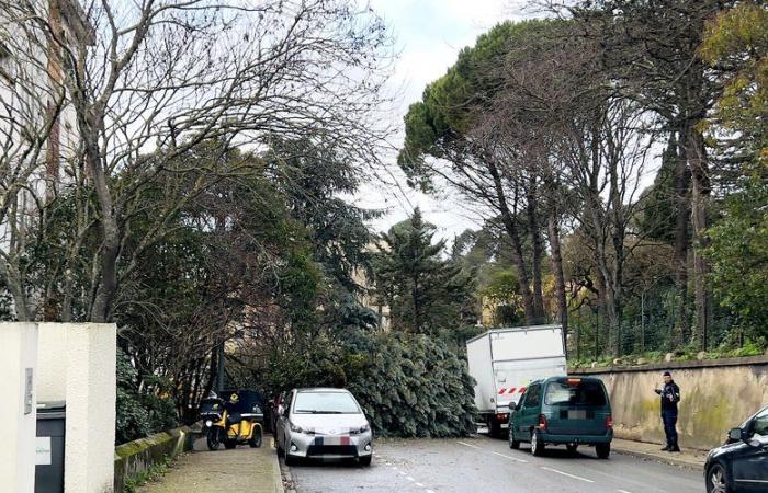 Big scare in Carcassonne after a tree fell on a road: no injuries reported, but two parked cars impacted