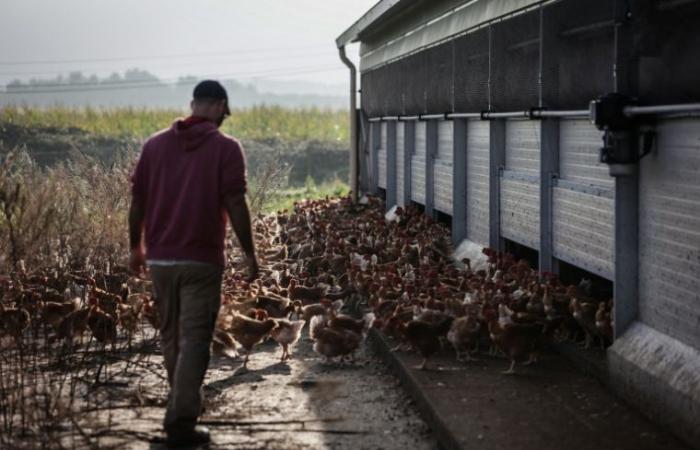 Diary of a farmer: “people always decide their budget on food” – 12/23/2024 at 4:56 p.m.