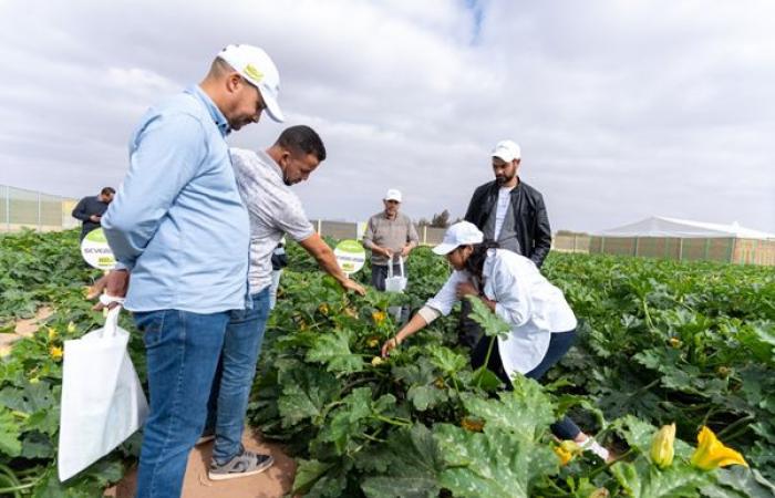 In Agadir, Syngenta is launching 5 new, more resistant varieties of zucchini! – AgriMaroc.ma