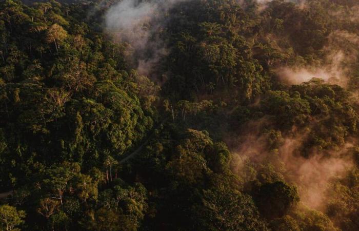 In “Amazonia”, Marcio Souza breaks the clichés about the tropical forest