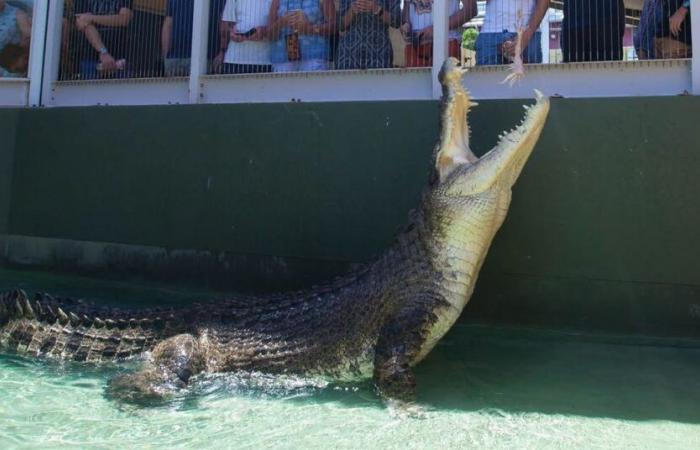 Saltwater crocodile that starred in ‘Crocodile Dundee’ dies in Darwin