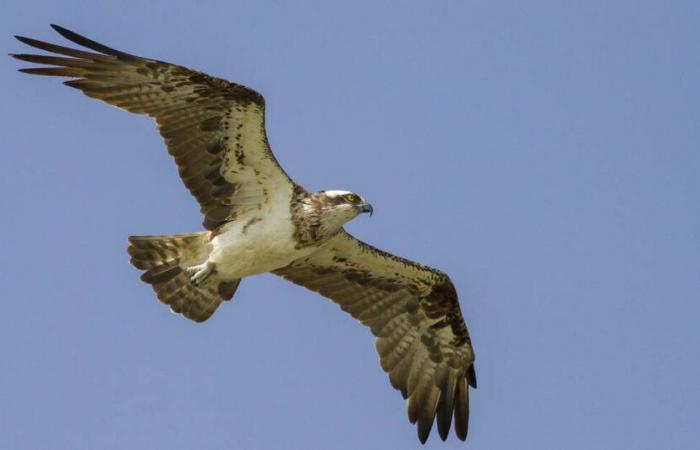 In Senegal, on the island of ospreys – Libération