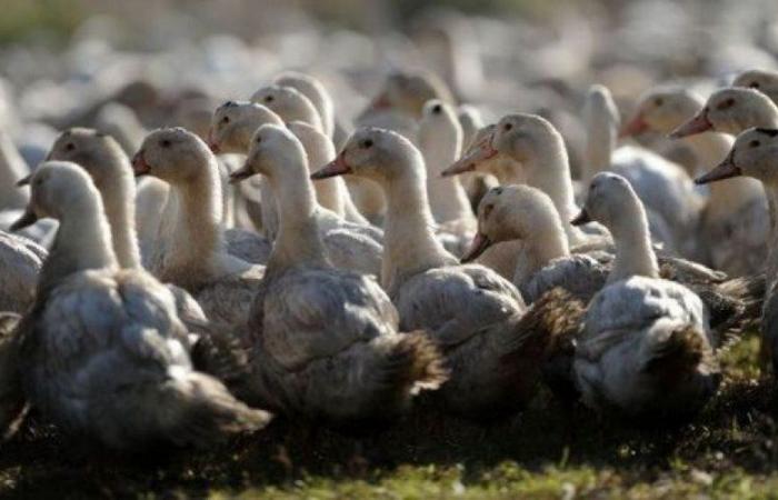 Avian flu: higher costs, territorial differences… why do some breeders grumble about vaccination?