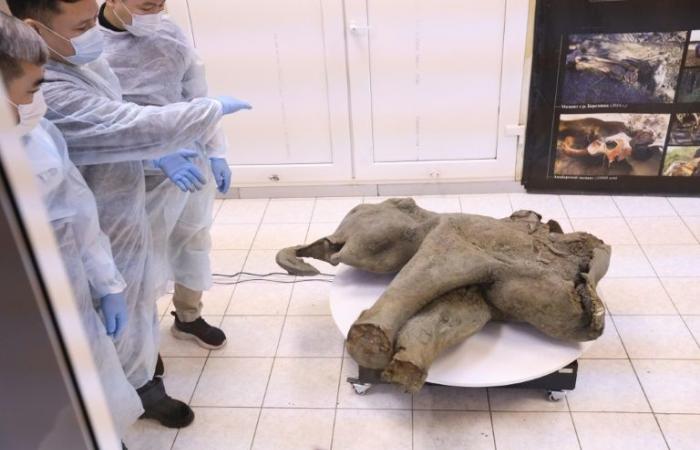 Russia exhibits a small, almost intact 50,000-year-old mammoth