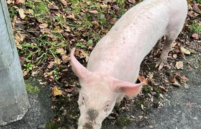 “It’s the first time I walked a pig on a leash”: funny scene in Cholet