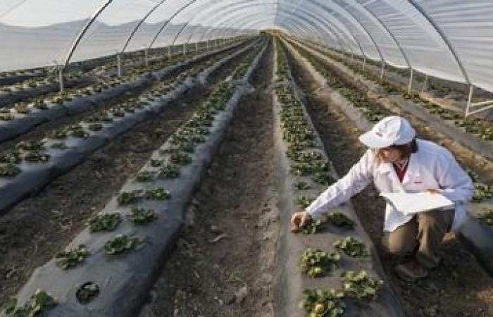 “Drop in prices of Egyptian products by air, late start of the Greek strawberry season”