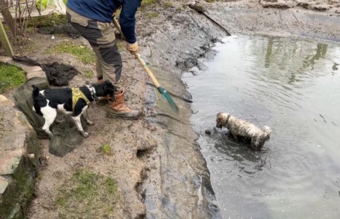 in Seine-Saint-Denis, ferrets and dogs used to hunt rats