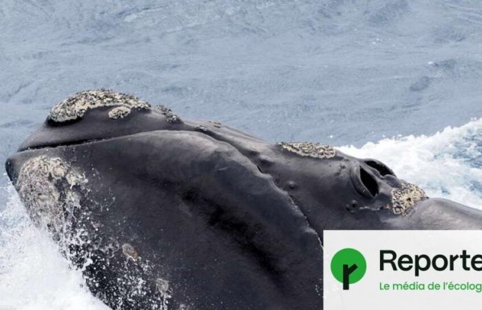 Without humans, some northern whales could live up to 150 years