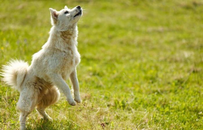 the city of Cannes inaugurates its first dog park