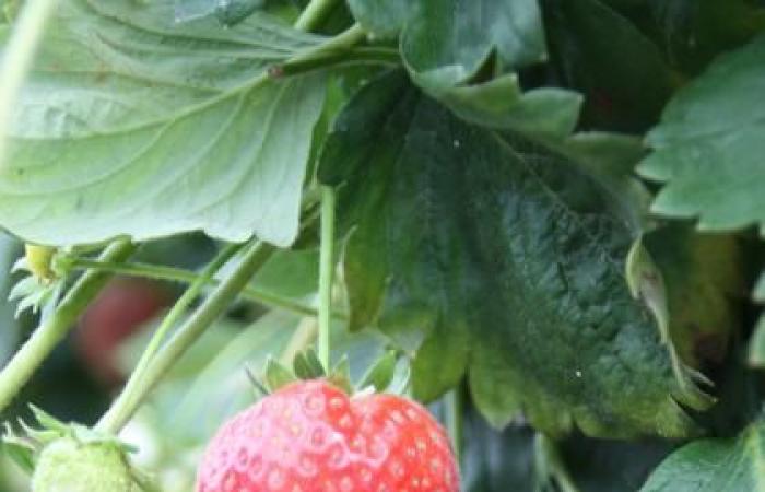 Strawberry powdery mildew: “The CCOM model allowed me to better understand when to position which product”