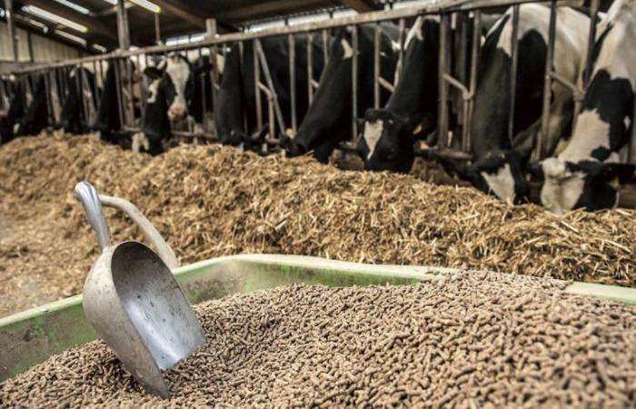 Livestock feed: An anti-competitive concentration