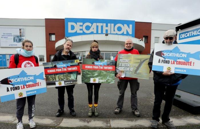 Montauban. Paz denounces the sale of live fish at Decathlon