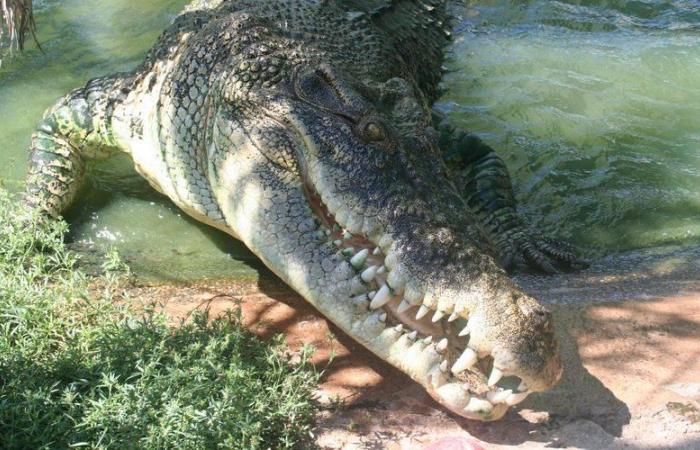 Death at 90 of Burt, the crocodile star of the film “Crocodile Dundee”