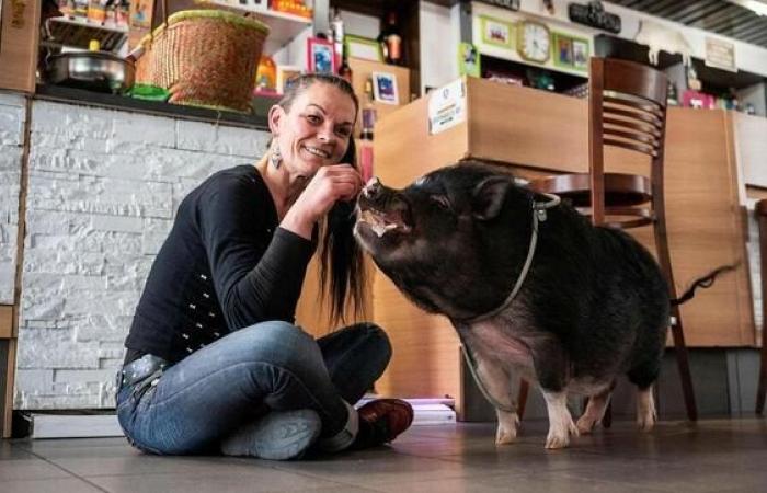 House exchange, pedicure for pigs… These unusual stories that marked Brest in 2024