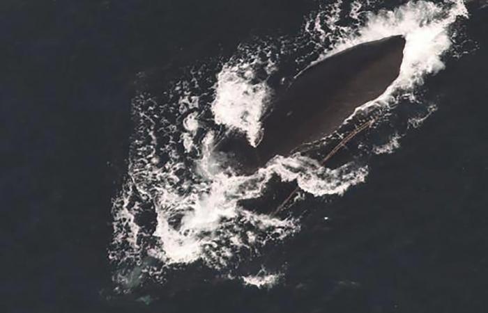 Three North Atlantic right whales spotted entangled this month