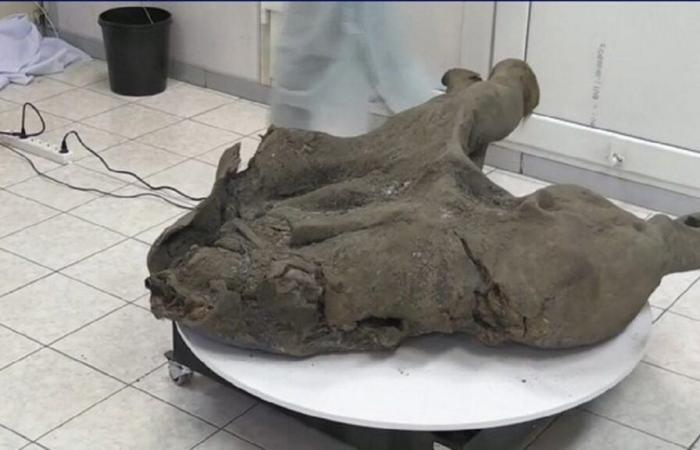 A 50,000-year-old baby mammoth presented in Russia in an impressive state of preservation