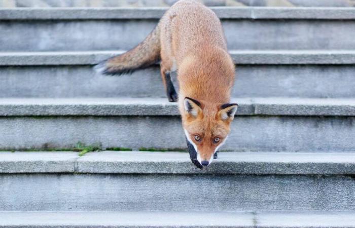 In Montier-en-Der, success and revival of wildlife photography – Libération