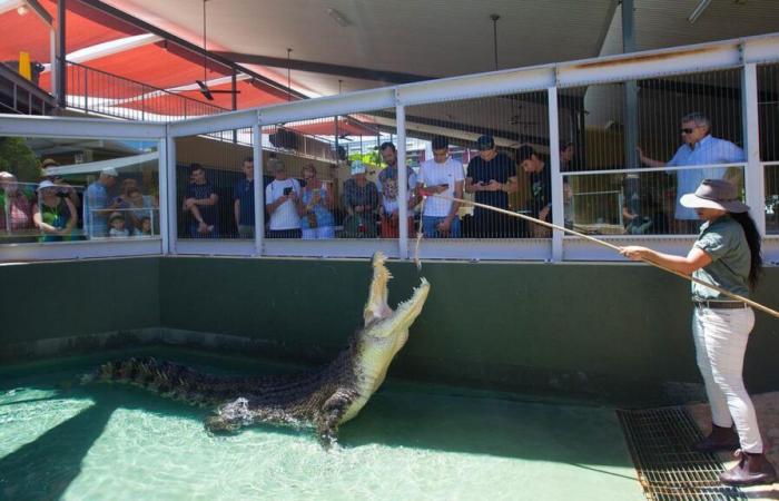 Crocodile from cult film “Crocodile Dundee” dies