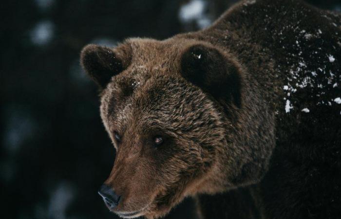 “I found a bear with its head buried in the kotatsu”: when he came home from work, he discovered the wild animal in his living room