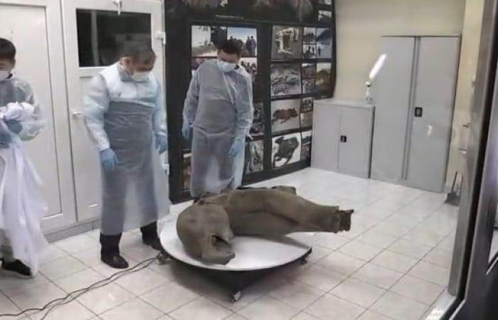 A 50,000-year-old baby mammoth presented in Russia in an impressive state of preservation