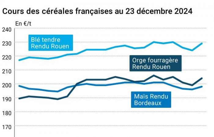 COTidienne | Cereals – A renewed competitiveness supports wheat and corn prices on Euronext