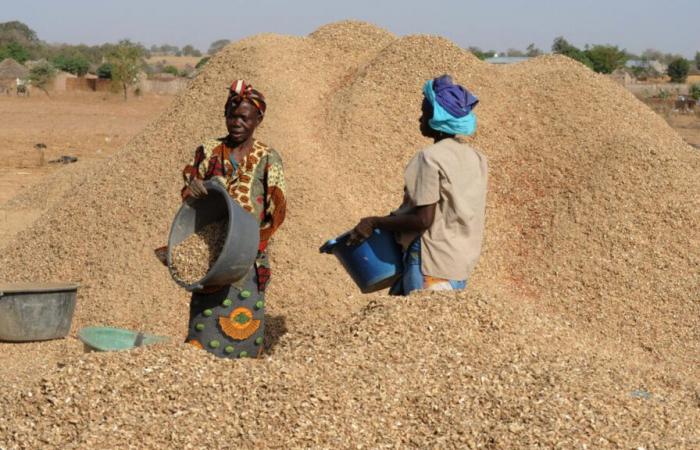 Senegal suspends peanut exports to encourage local processing