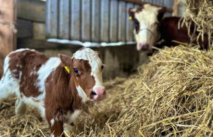 A calf and its mother reunited in Basel-Landschaft thanks to “a Christmas miracle”