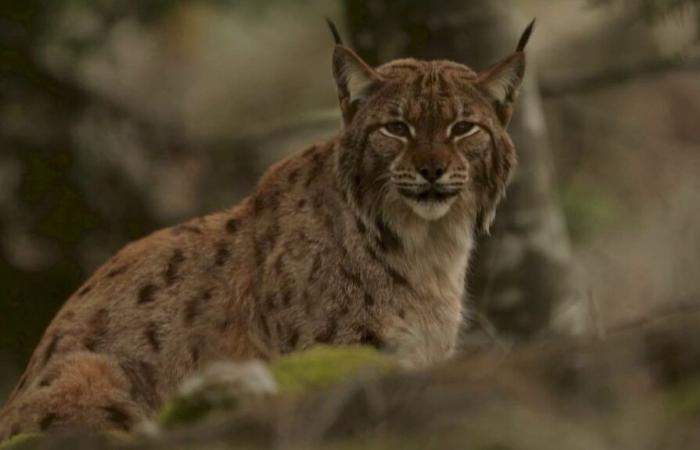 the lynx, an endangered species