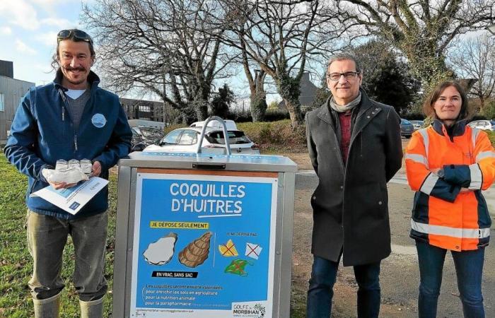 “If the experience is positive, we can develop it during Gulf Week”: the Agglomeration of Vannes wants to promote oyster shells