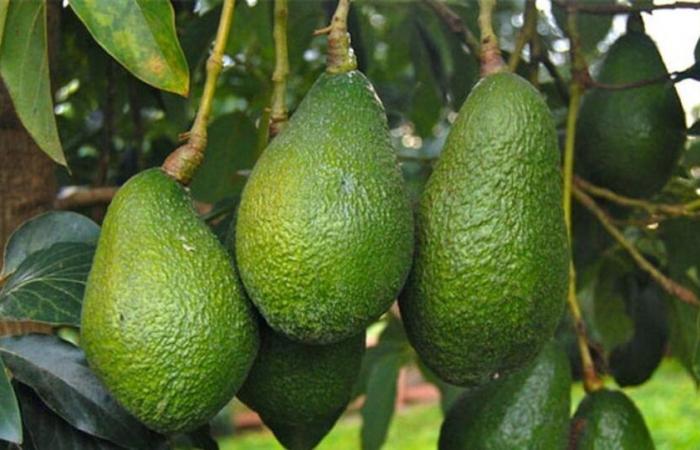 Avocado: Morocco 3rd exporter in Africa