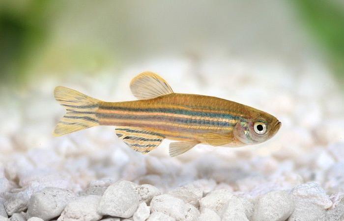 Revelations about the “mini-brain” of the heart thanks to zebrafish