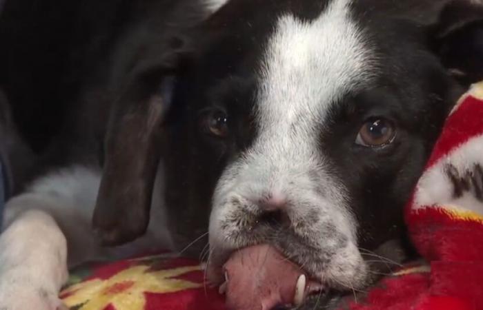 A dog with a mutilated muzzle and a cancer survivor takes her revenge on life