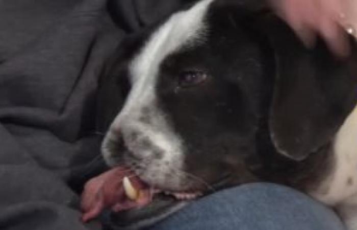 A dog with a mutilated muzzle and a cancer survivor takes her revenge on life