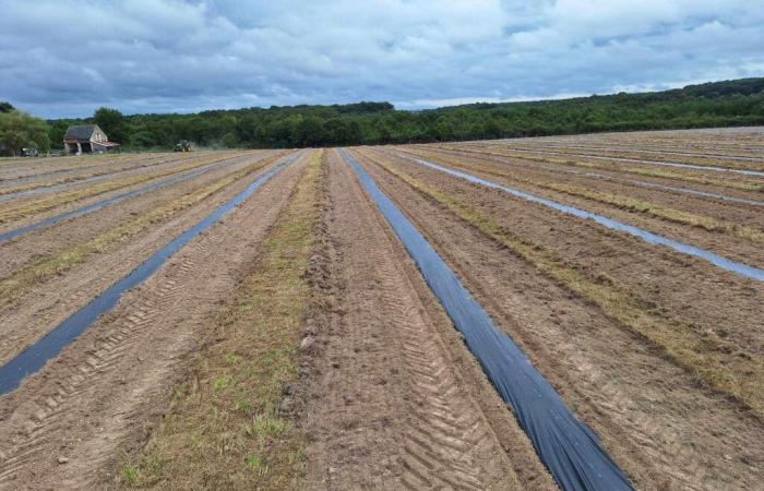 Tour Info | A unique truffle farm will be created in South Touraine