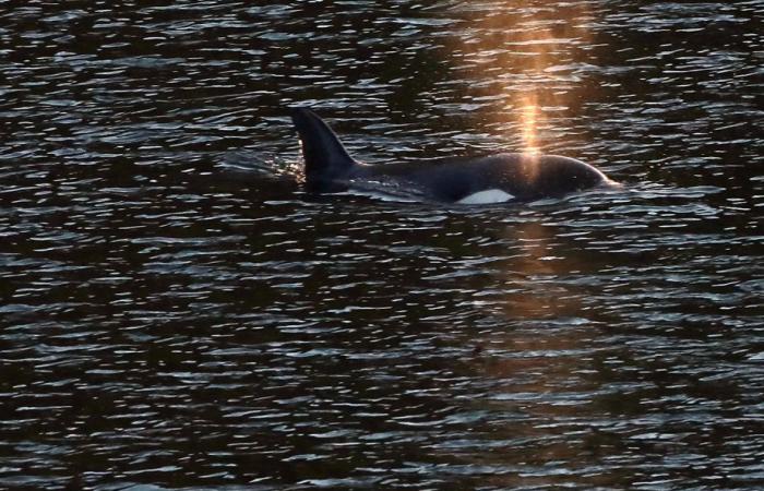 Orcas settle in the Arctic