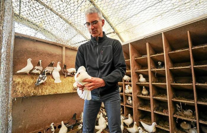 In the Monts d'Arrée, the Boga brothers' pigeon is popular with Michelin-starred restaurants