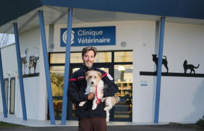 when Landes firefighters rescue animals