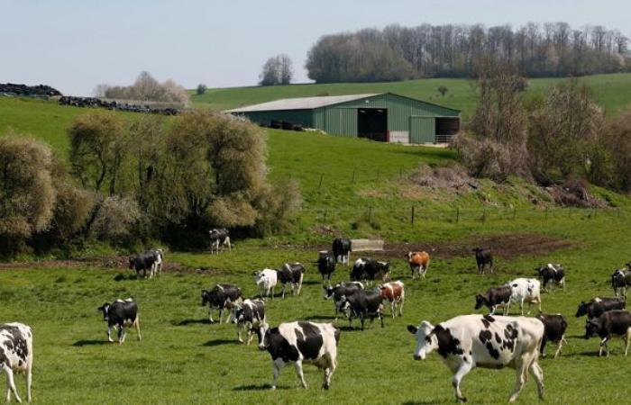 Dairy collection resists in France