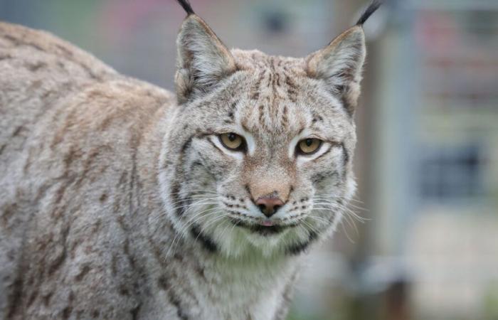 Avian flu: around twenty felines killed in an American animal sanctuary