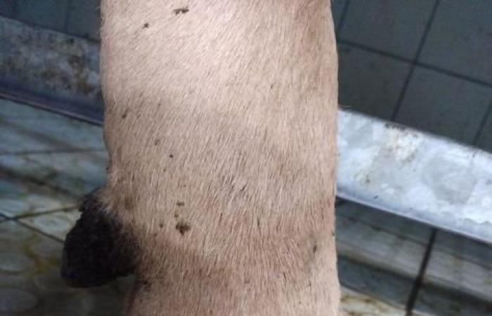 Hello vet: ehrlichiosis, a disease transmitted by ticks with serious repercussions for dairy cows